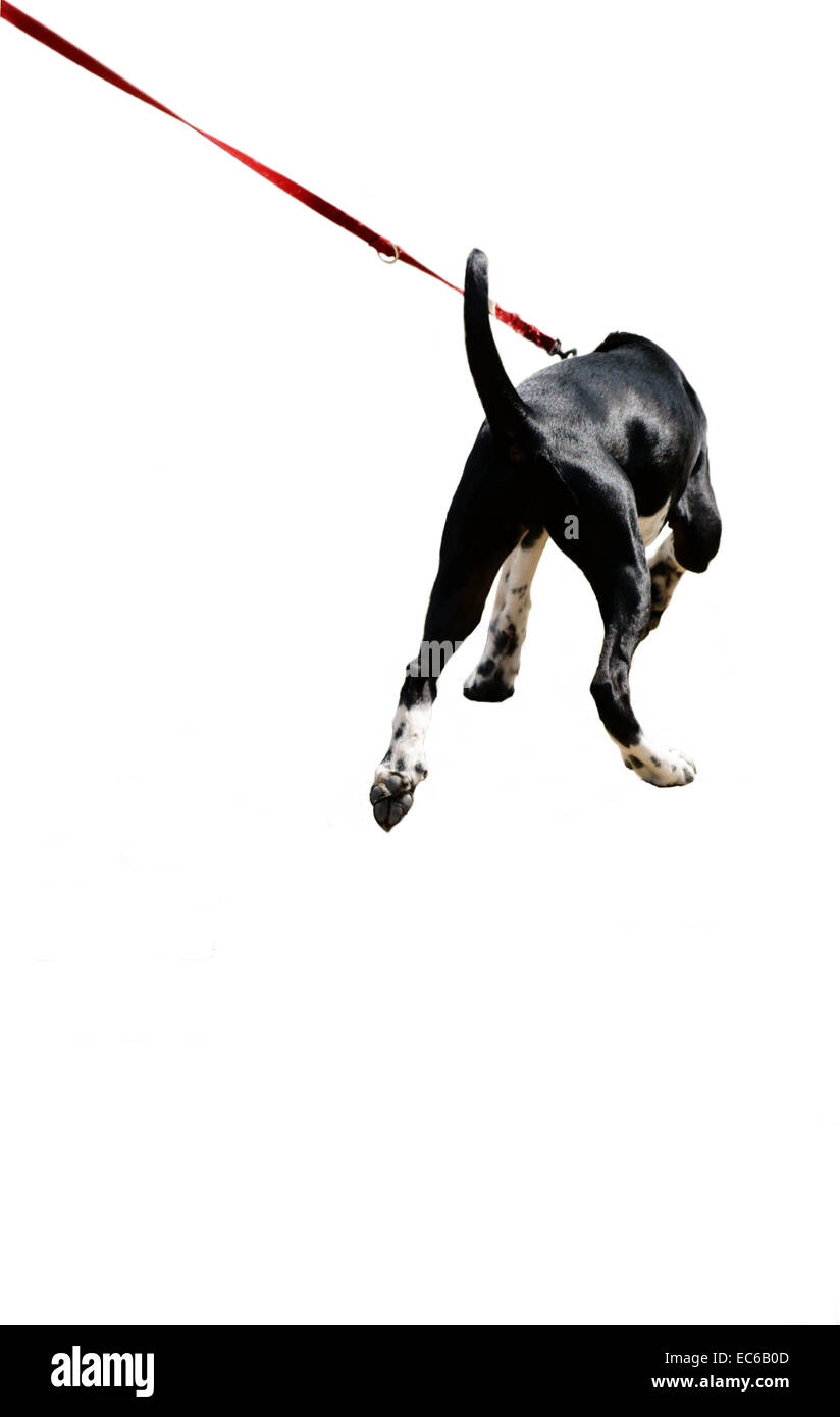 Cane al guinzaglio Foto Stock