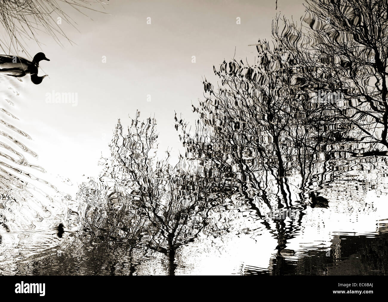 Acqua astratte riflessioni Foto Stock