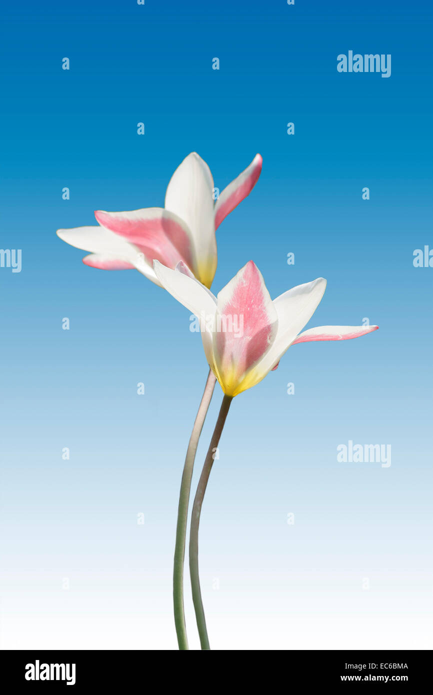 Colpendo i tulipani isolato Foto Stock