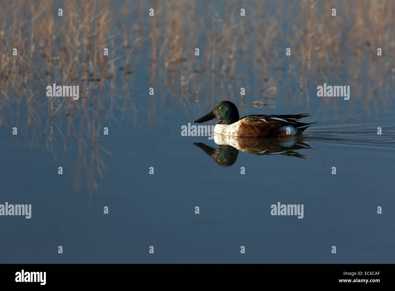 Northern mestolone pale con la riflessione in acque blu del Bosque del Apache National Wildlife Refuge, Nuovo Messico. Foto Stock