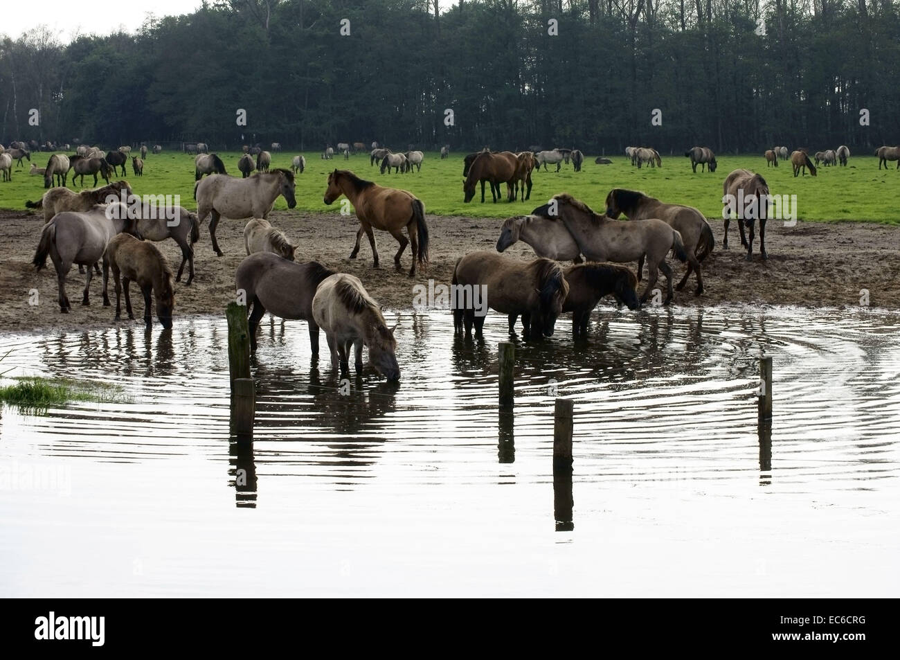 Wild hores all'acqua Foto Stock