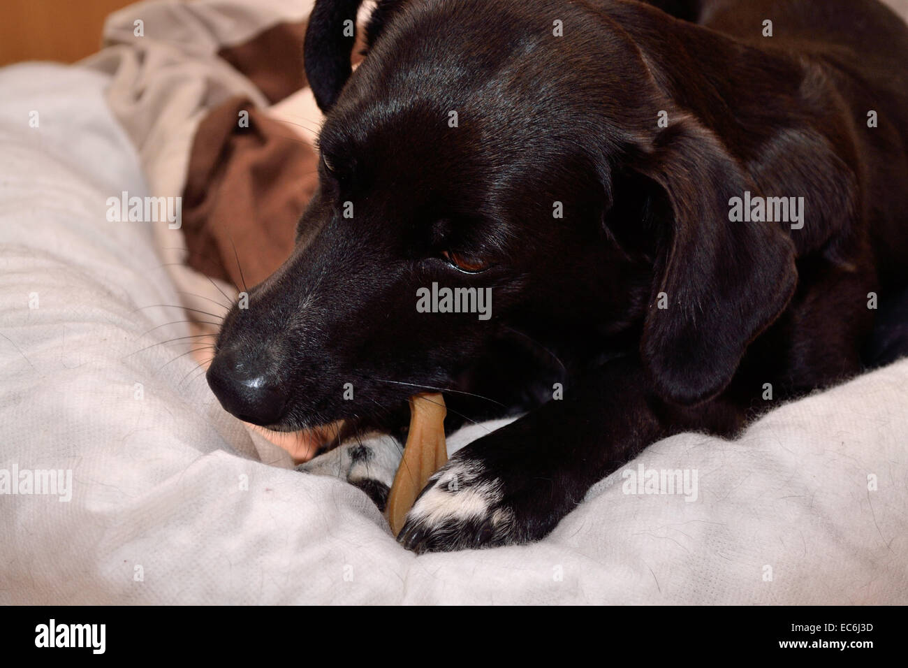 Nero i morsi di cane di masticare Foto Stock
