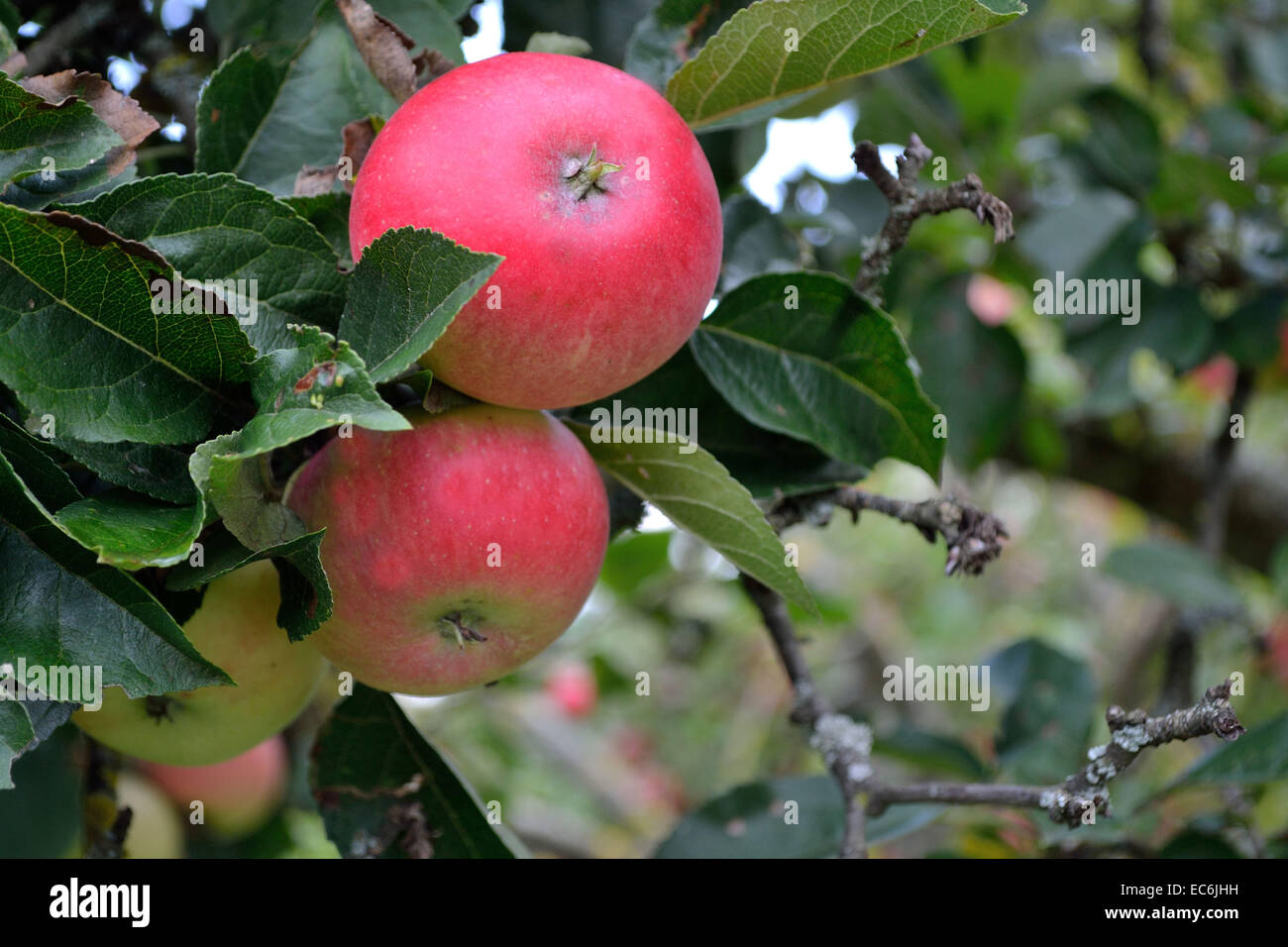 Close-up di mele non trattate sulla struttura ad albero Foto Stock