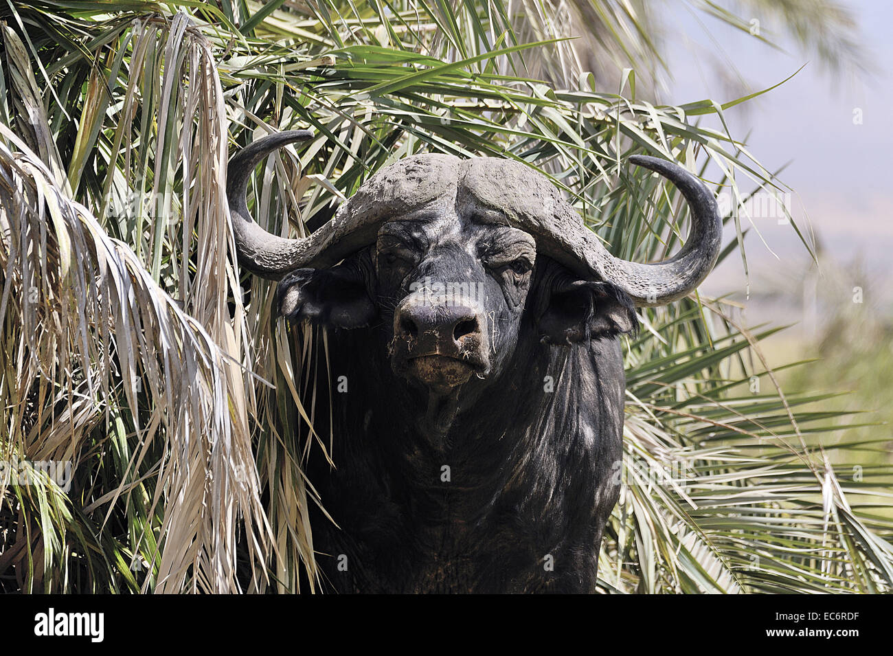 Buffalo cerca l'ombra sotto un albero di palma Foto Stock