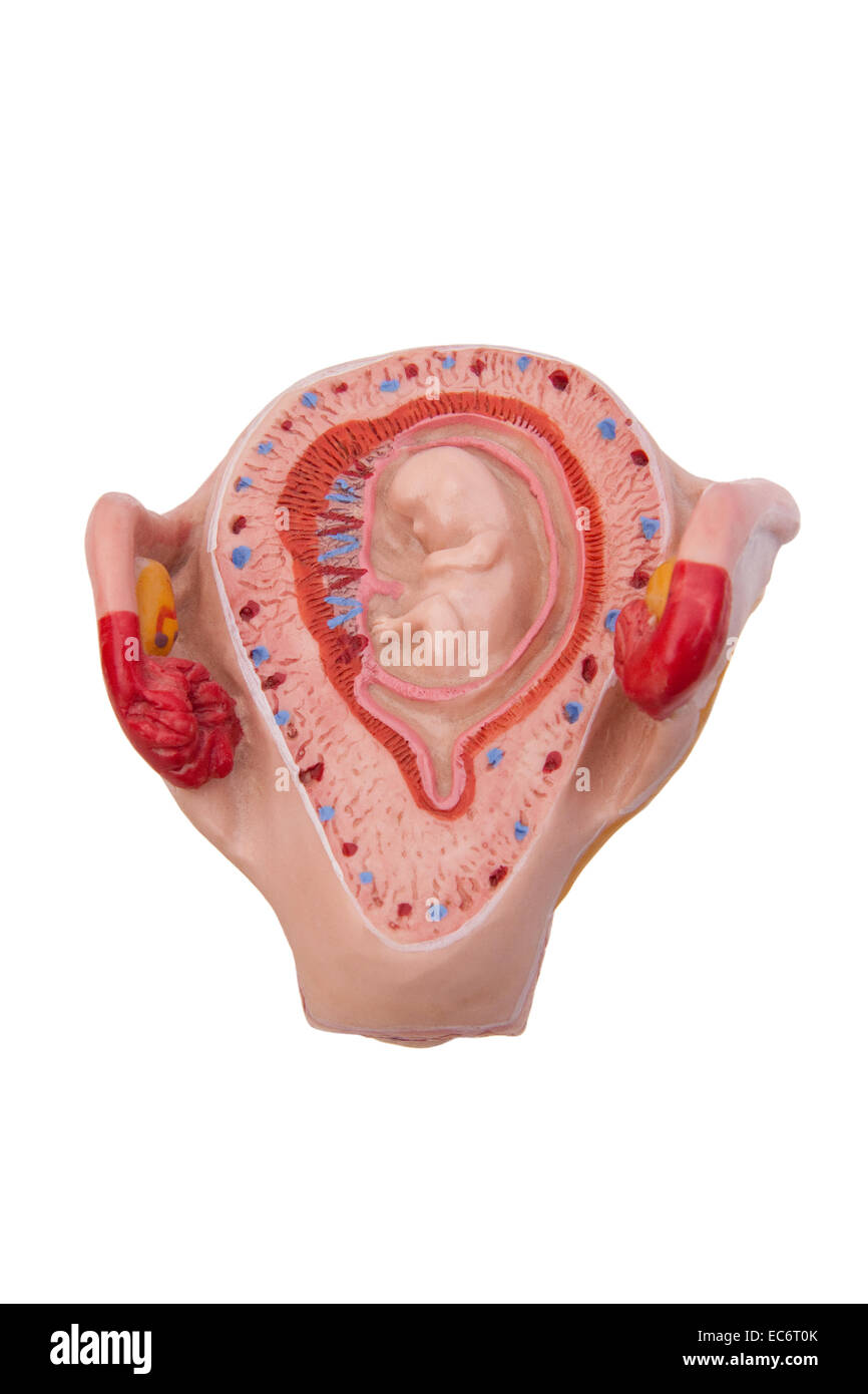 Modello medico di e feto in utero Foto Stock