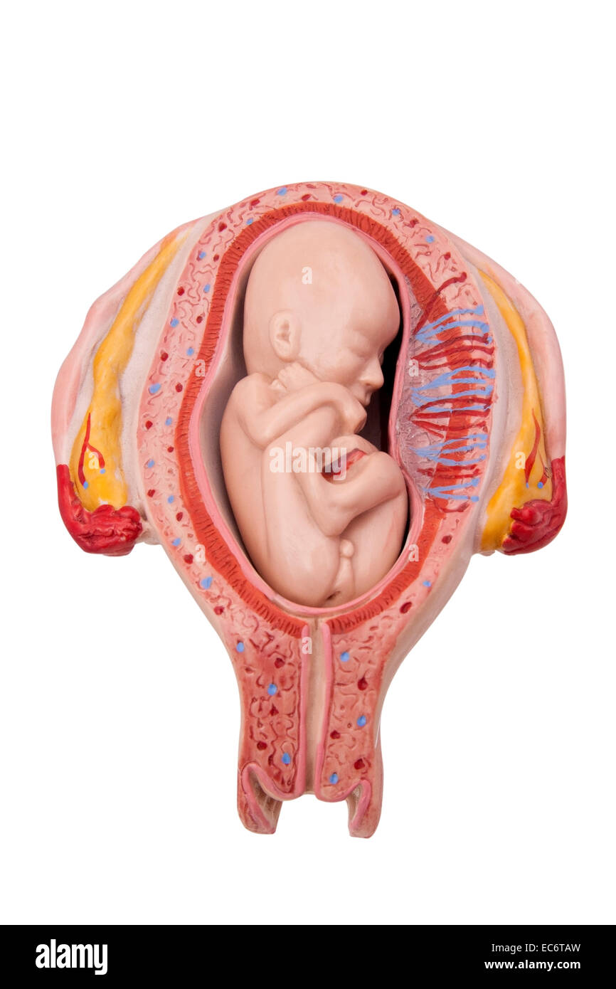 Modello medico di un feto in utero Foto Stock