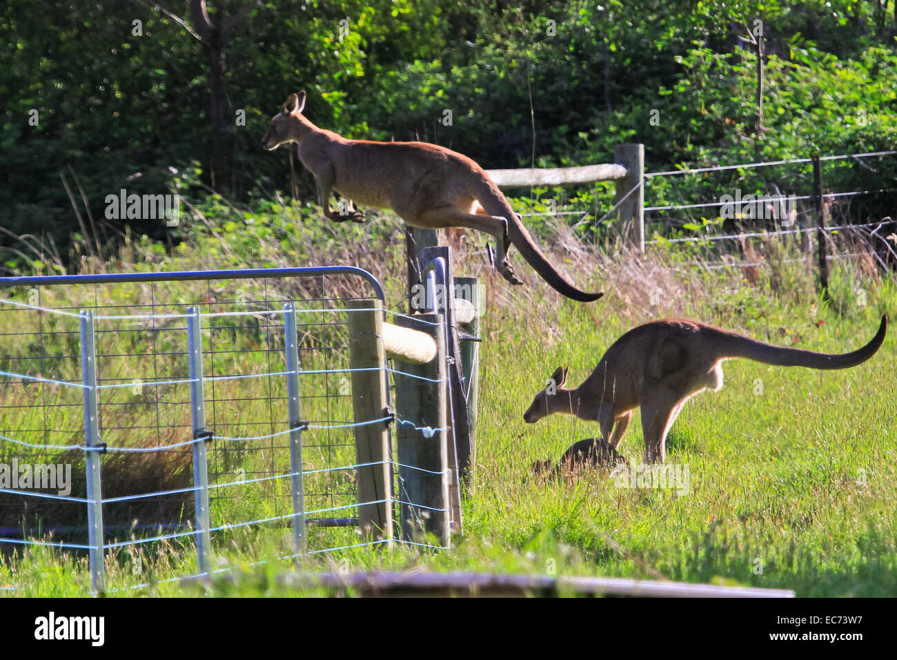 Canguri saltando su una recinzione, Victoria, Australia Foto Stock
