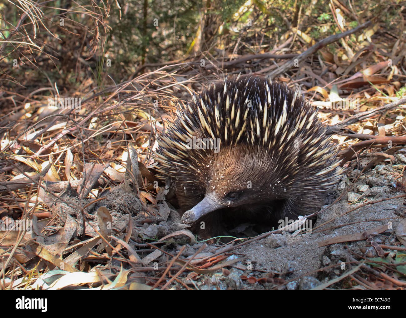 A breve becco Echidna nel selvaggio, Victoria, Australia Foto Stock