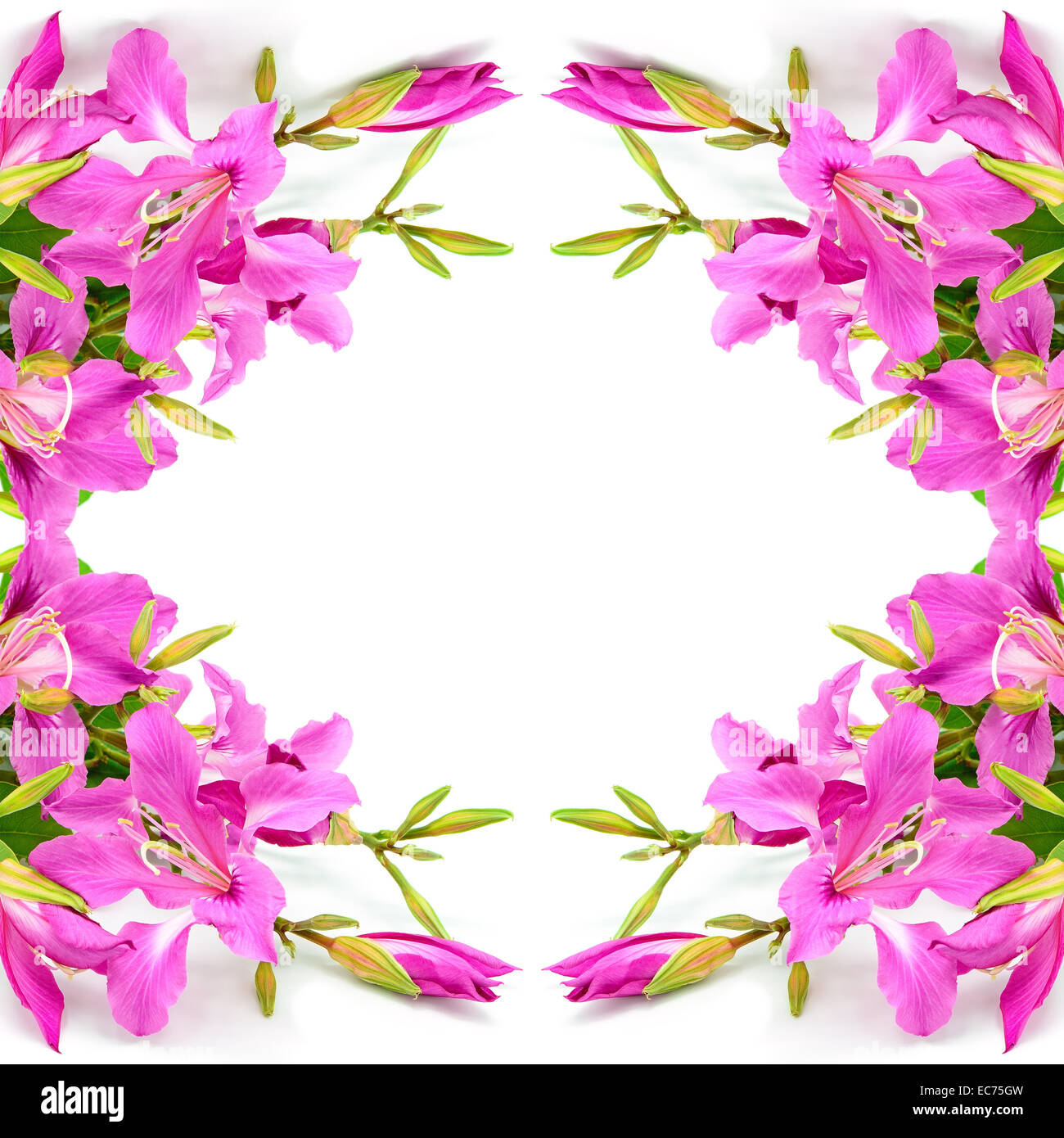 Bellissimo fiore rosa, Bauhinia purpurea, isolato su uno sfondo bianco Foto Stock