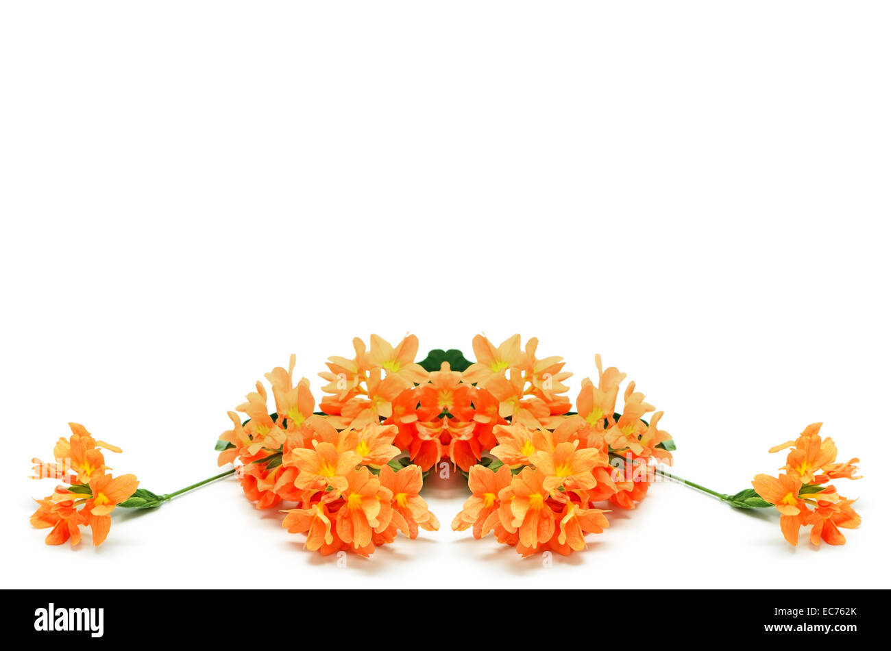Bel colore arancione petardo fiore (Crossandra infundibuliformis), isolata su uno sfondo bianco Foto Stock