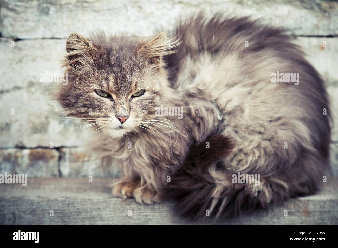 Grigio senzatetto longhair cat seduta su una panchina Foto Stock