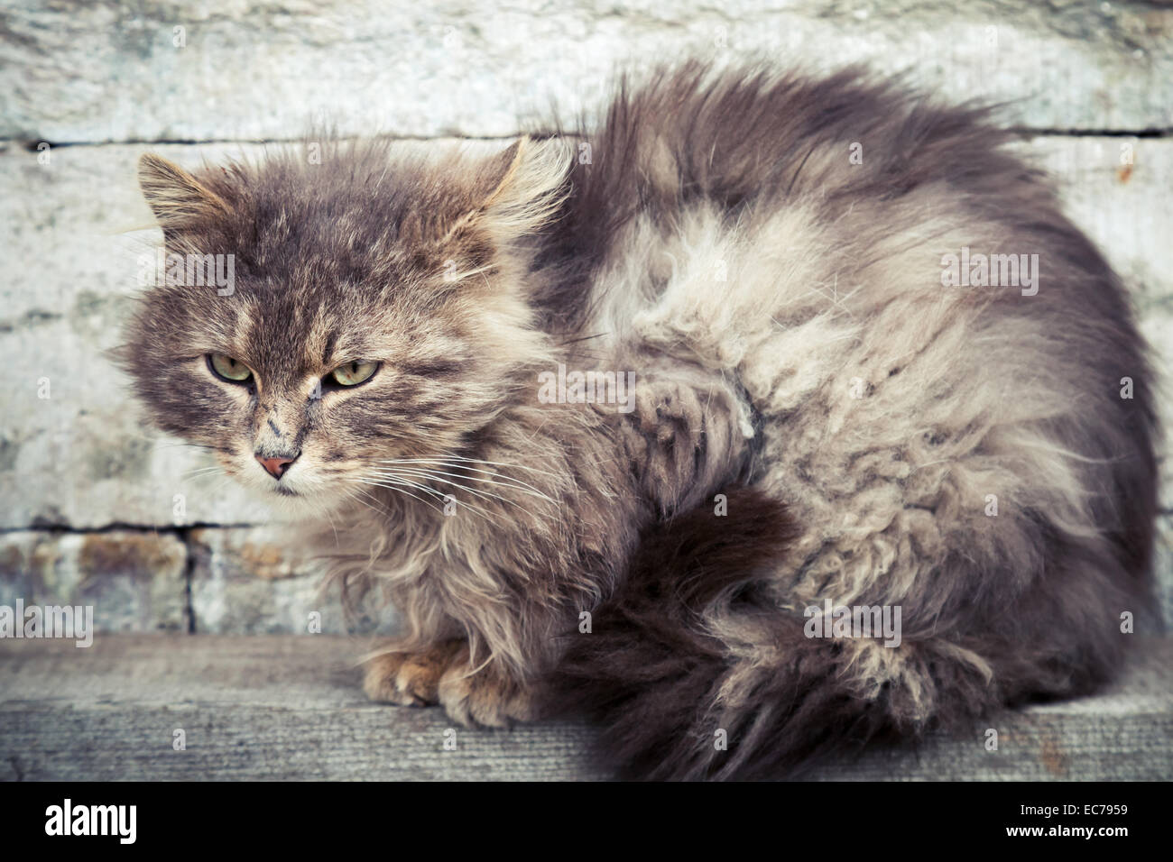 Grigio senzatetto longhair cat seduto su una panca in legno Foto Stock
