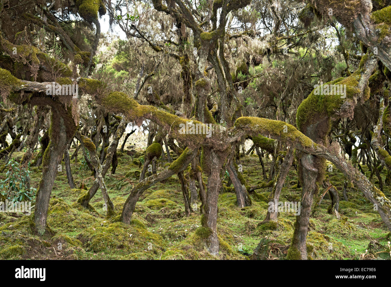 I resti dell antica Foresta Gigante di Heath (Erica arborea) drappeggiati con licheni , Montagne di balle, Oromiya, Etiopia Foto Stock