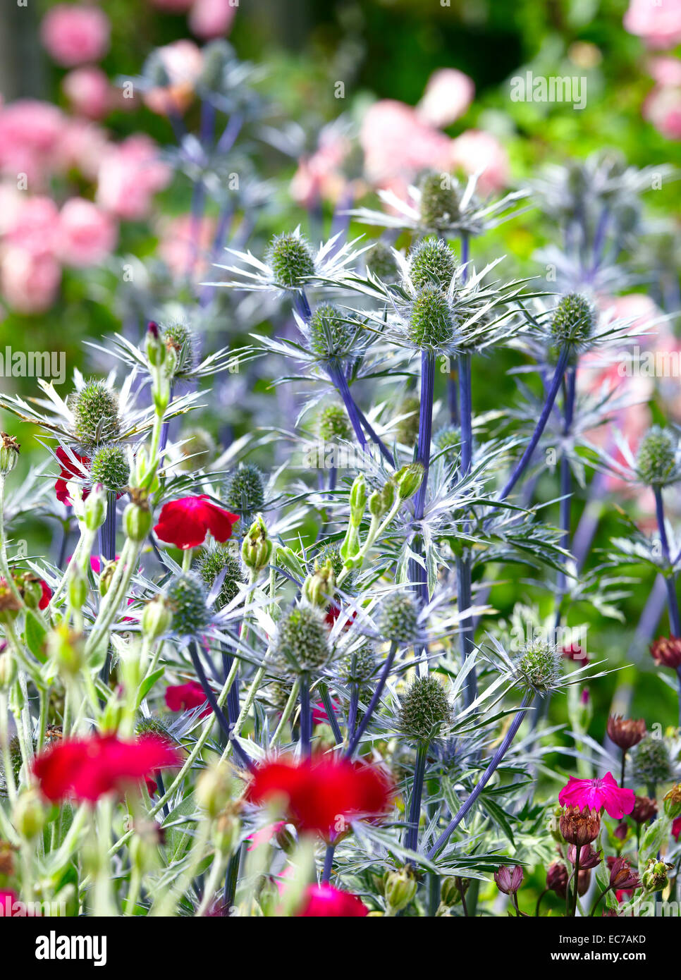 Mare holly, Eryngium planum, in un misto di confine con rose campion e arbusti di rose Foto Stock