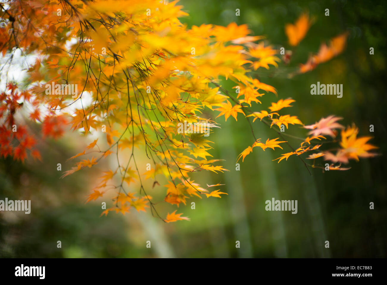 Forte colore foglia durante l'Autunno in Giappone. Foto Stock