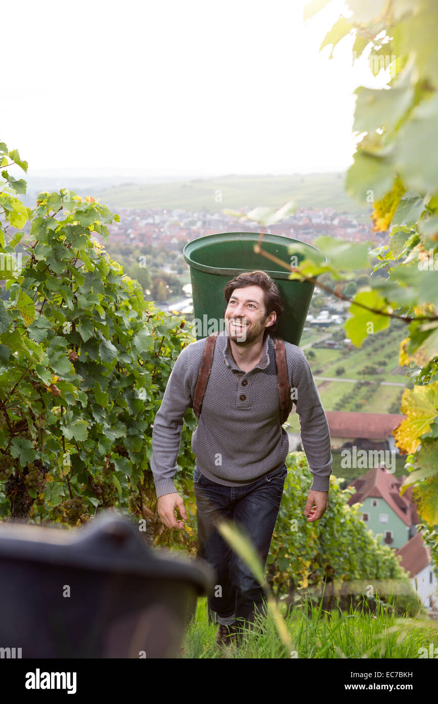 In Germania, in Baviera, Volkach, uomo raccogliere le uve in vigna Foto Stock