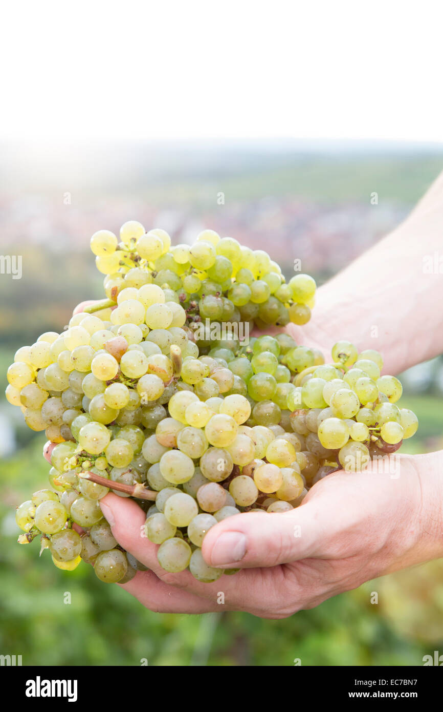 In Germania, in Baviera, Volkach, verde uva in mano Foto Stock