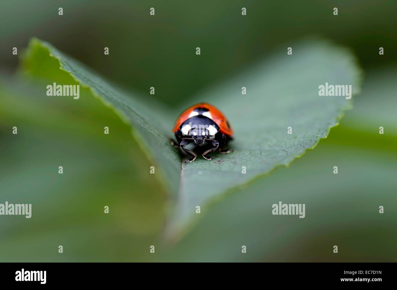 Sette-spotted coccinella, Coccinella septempunctata, su una foglia Foto Stock