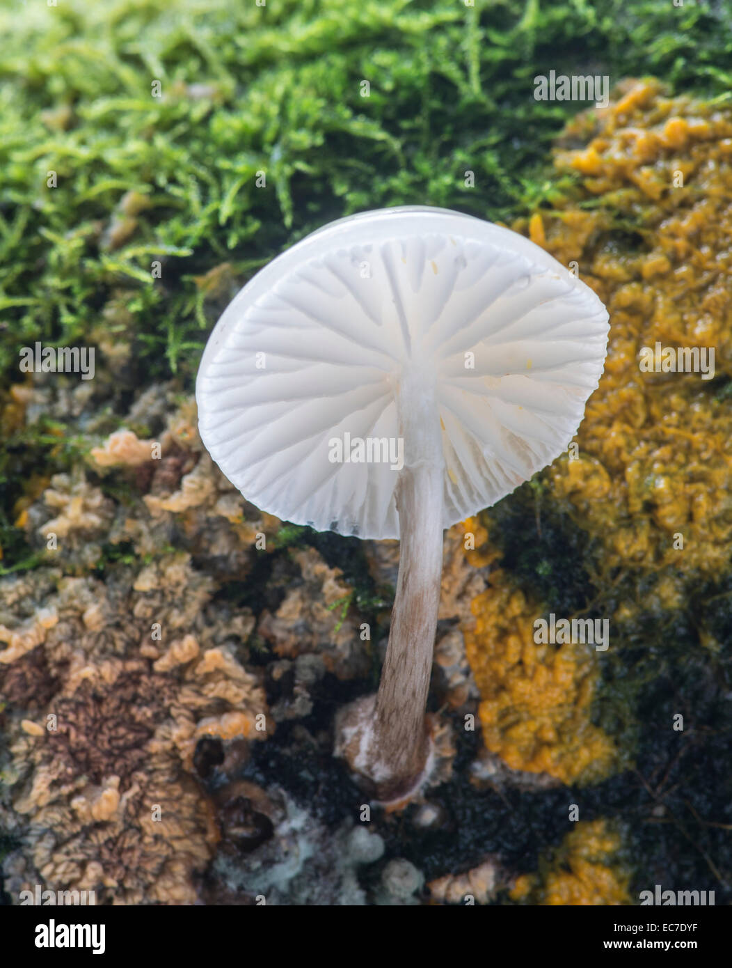 Fungo di porcellana: Oudemansiella mucida. In faggio. Sussex, Inghilterra Foto Stock