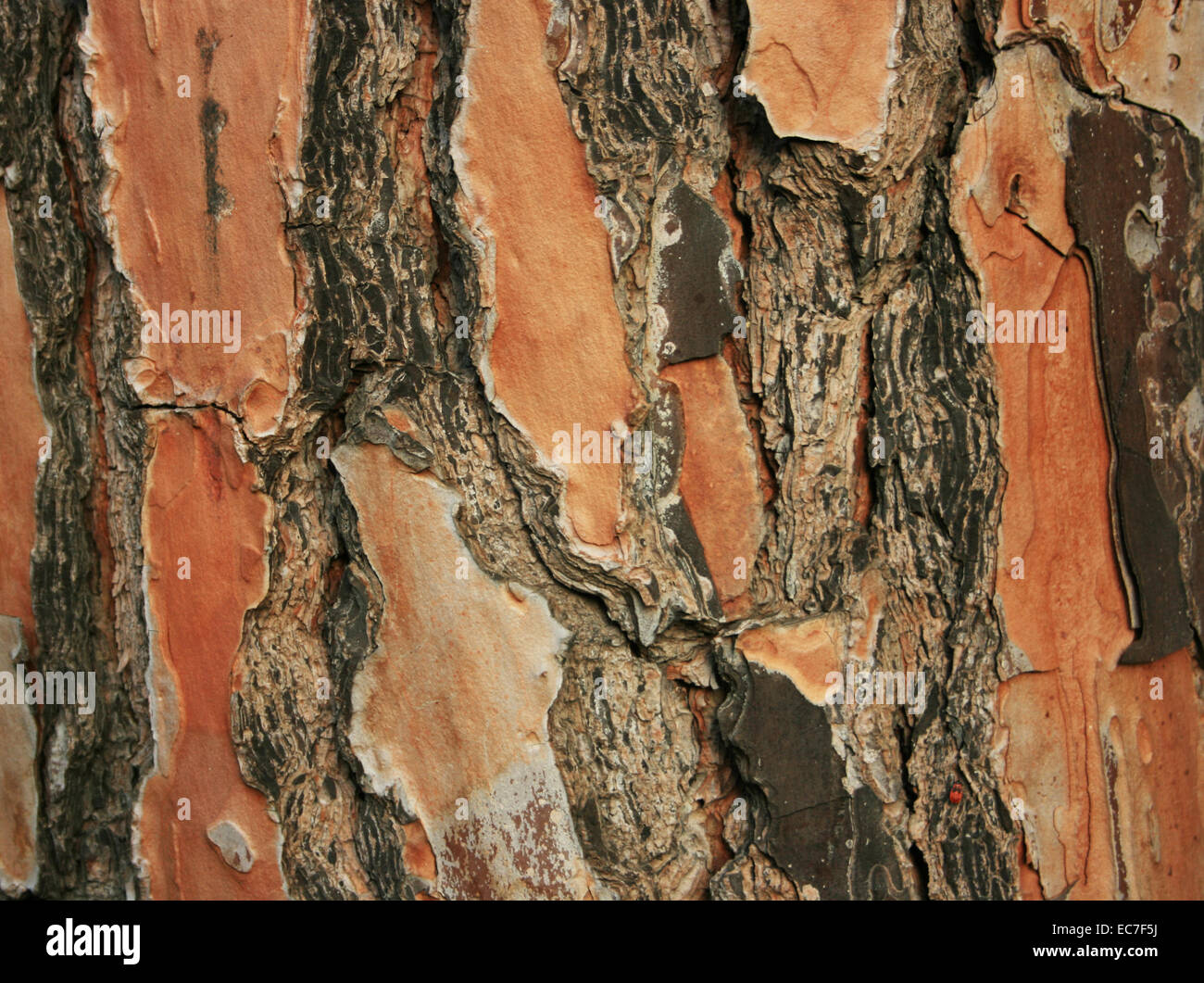 Pino antico di corteccia di albero texture,Close Up Foto Stock