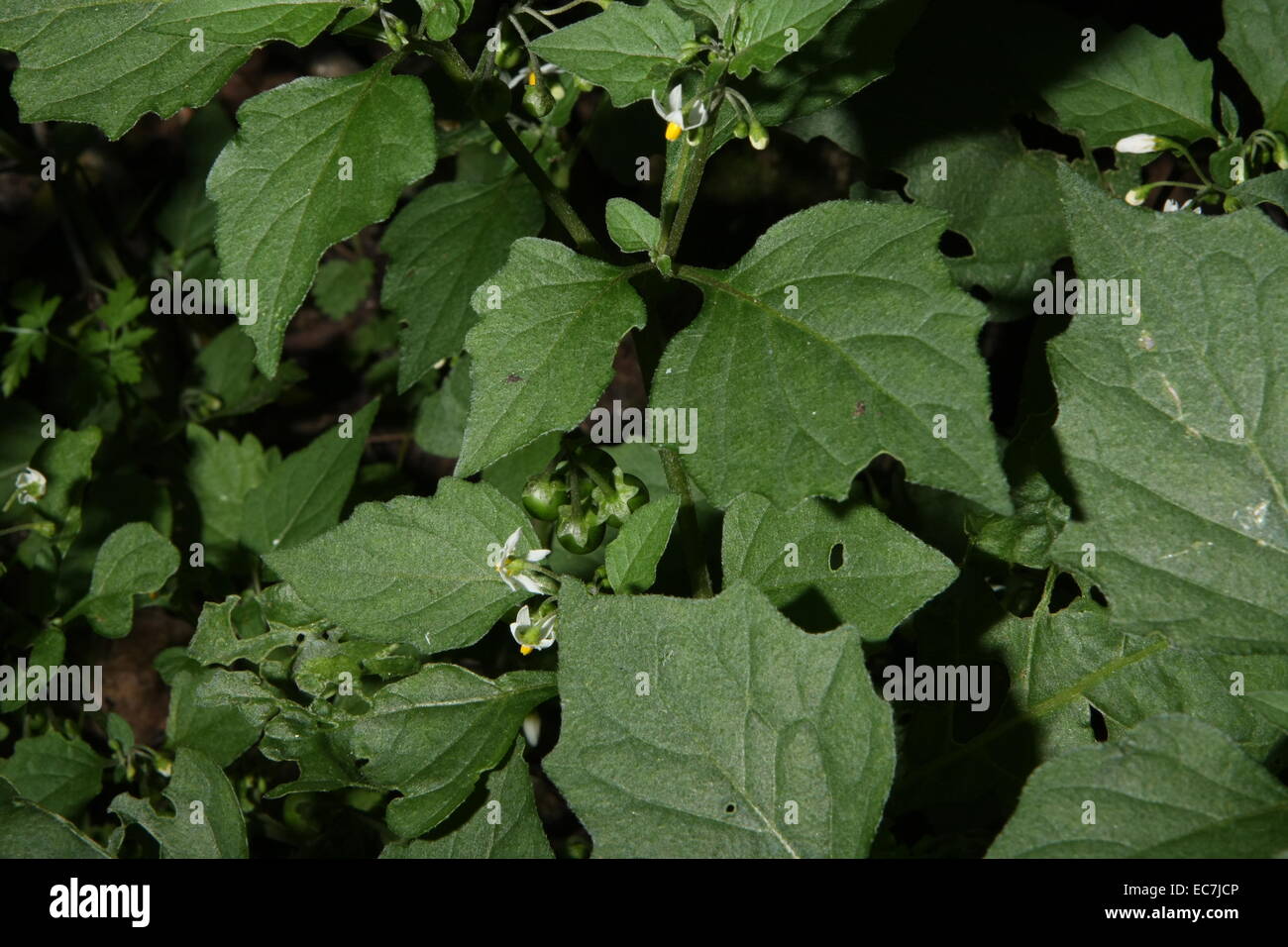 Erba morella o giardino nightshade, Solanum nigrum Foto Stock