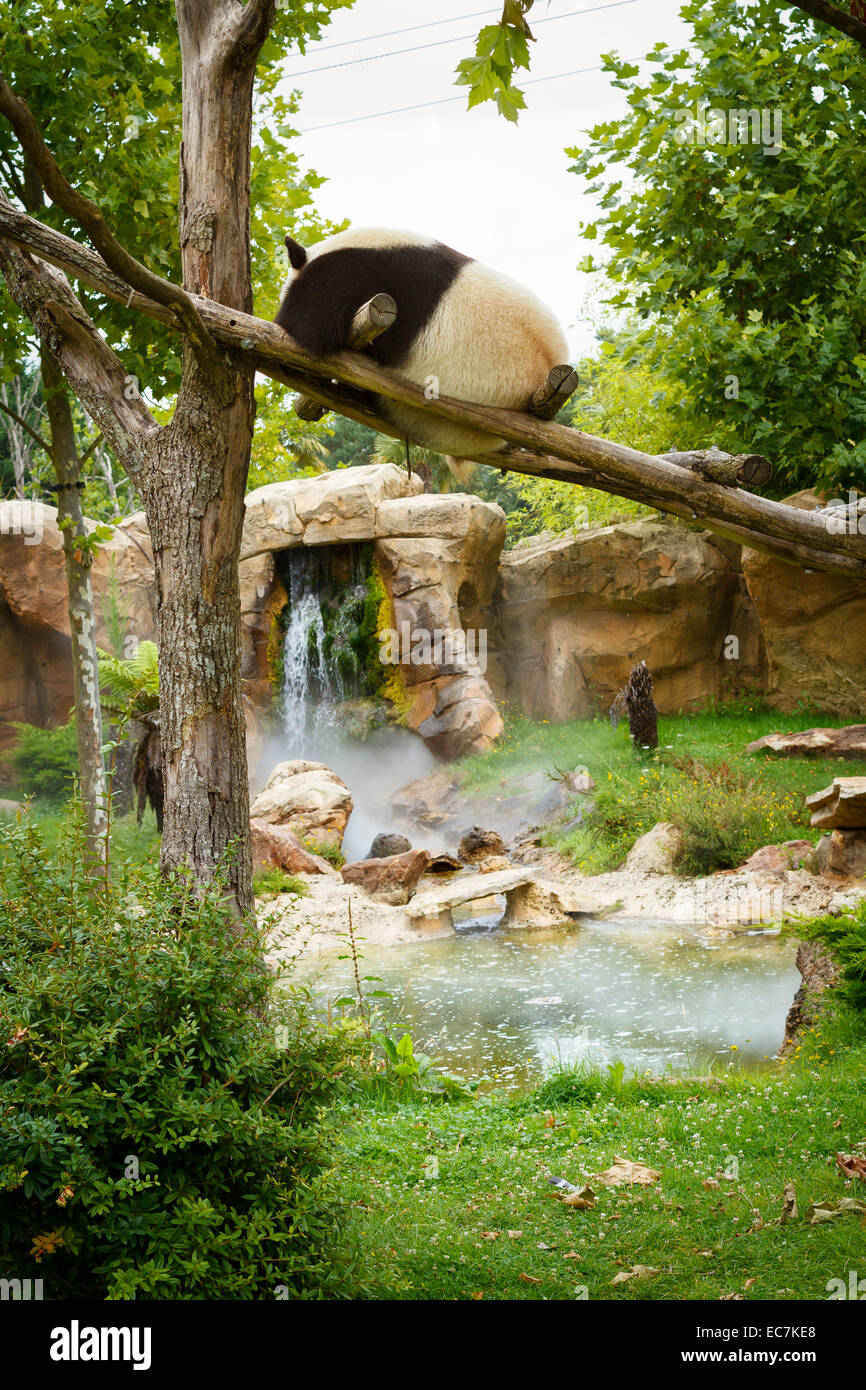 Parco zoo di Beauval panda gigante (Ailuropoda melanoleuca) Foto Stock