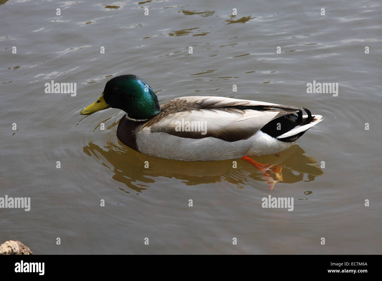 Maschio di germano reale (Anas platyrhynchos) nel loro piumaggio di allevamento. Il Germano reale è la più famosa anatra e la radice della nazionale di anatra. Foto: Klaus Nowottnick Data: 23 Aprile 2010 Foto Stock