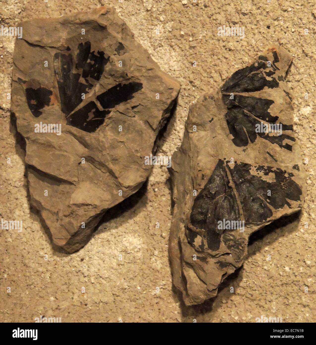 Foglie di un maidenhair tree - si tratta di un'unica specie di albero con n. parenti viventi. Medio Jurassic. Foto Stock