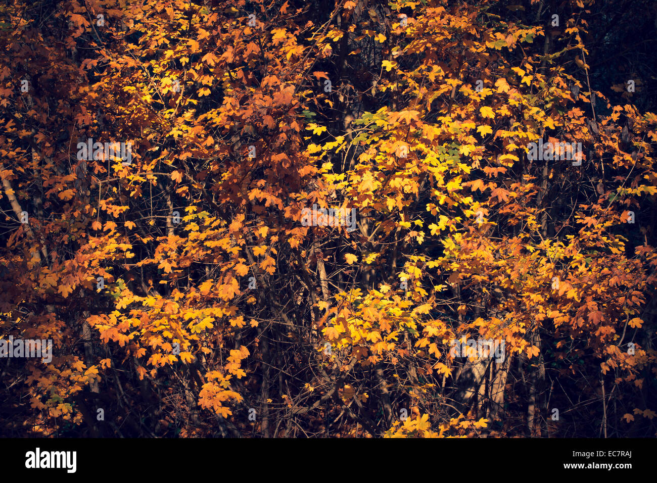 In autunno le foglie degli alberi Foto Stock