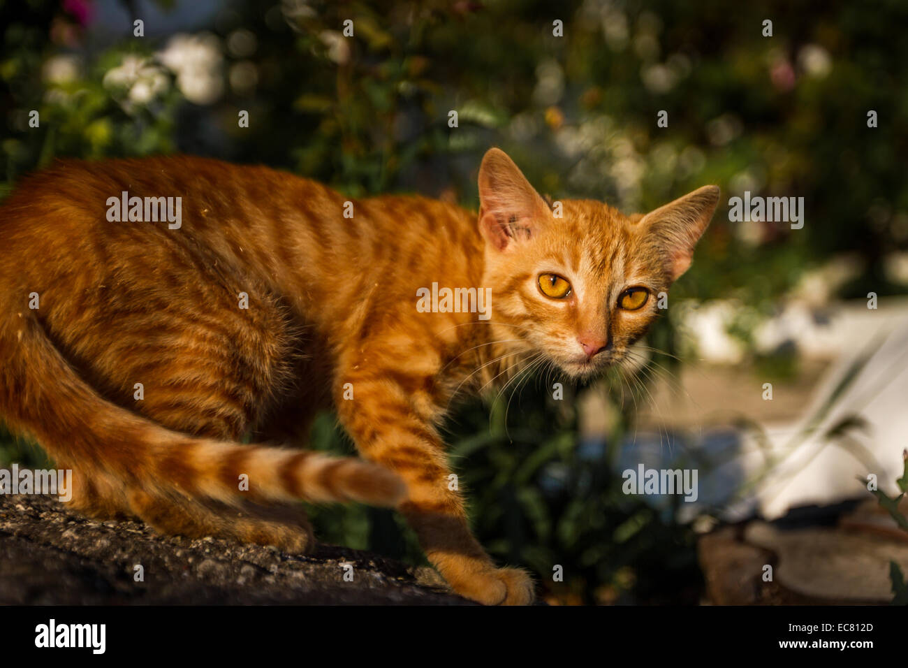 Nonostante secoli di vita in ambiente addomesticati, ogni gatto è solo due pasti lontano dall essere una tigre. Foto Stock Nonostante secoli di vita in ambiente addomesticati, ogni gatto è solo due pasti lontano dall essere una tigre. Foto Stock