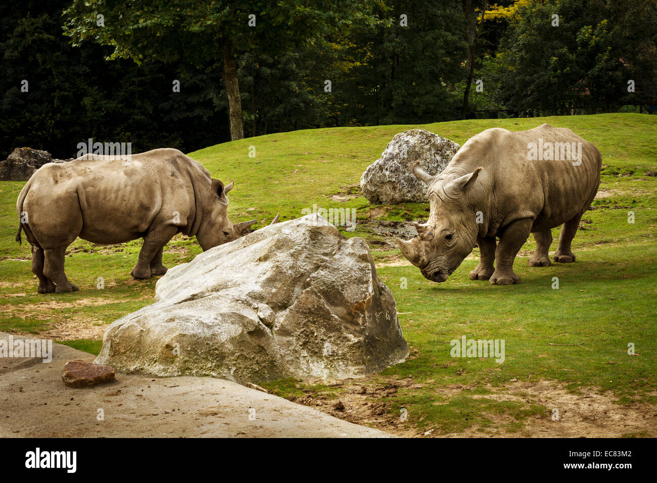 Parco zoo di Beauval rinoceronte bianco, Francia. Foto Stock