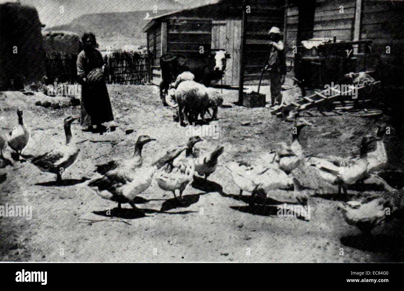 Fotografia del bestiame a Degania Alef, un kibbutz nel nord di Israele. Datata 1910 Foto Stock