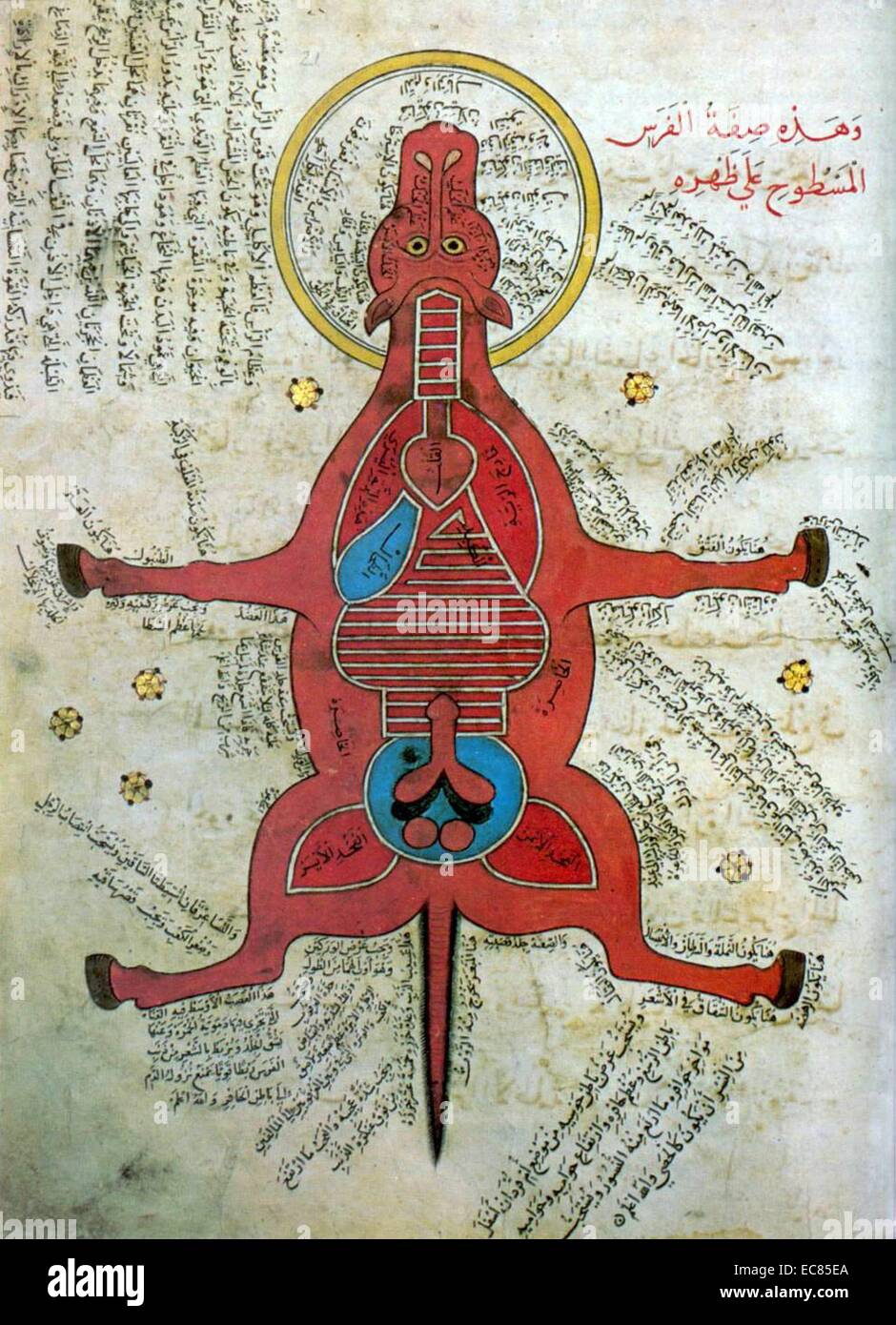 Islamic anatomia di un cavallo da un manoscritto egiziano. Datata xv secolo Foto Stock