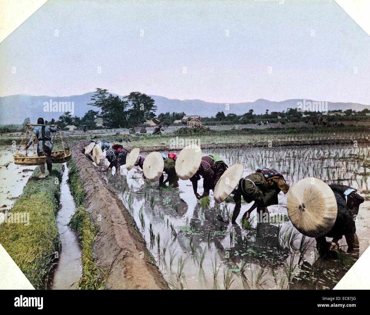 Fotografia a colori delle donne giapponesi, indossando cappelli di bambù, semina Riso. Datata 1895 Foto Stock