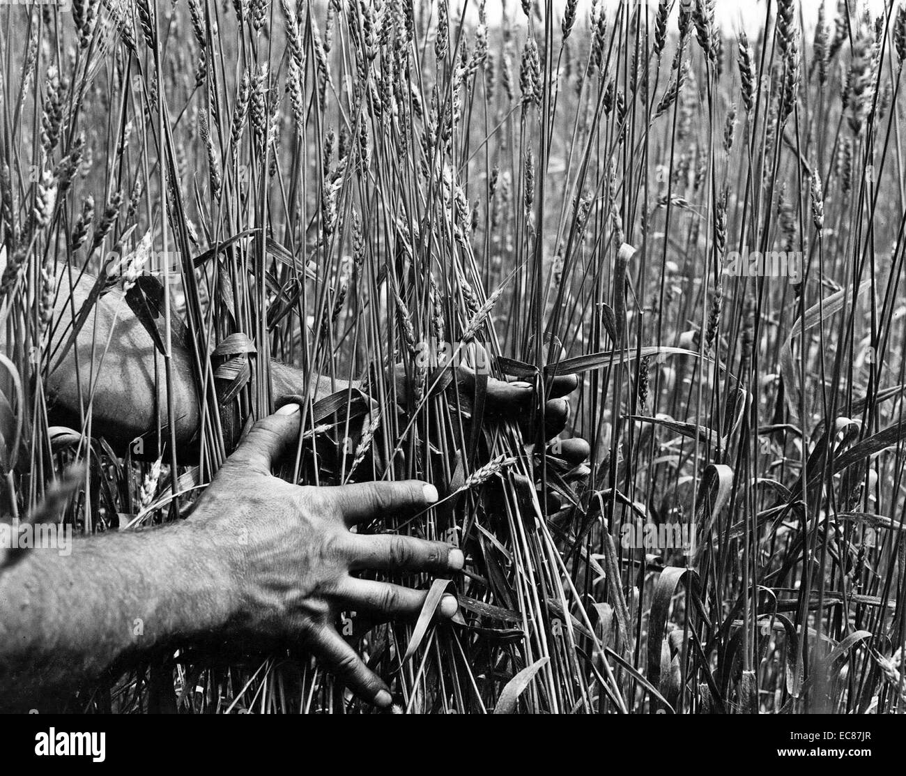 Fotografia di Wheatfield in Aroostook County, Maine, Stati Uniti d'America. Datata 1942 Foto Stock