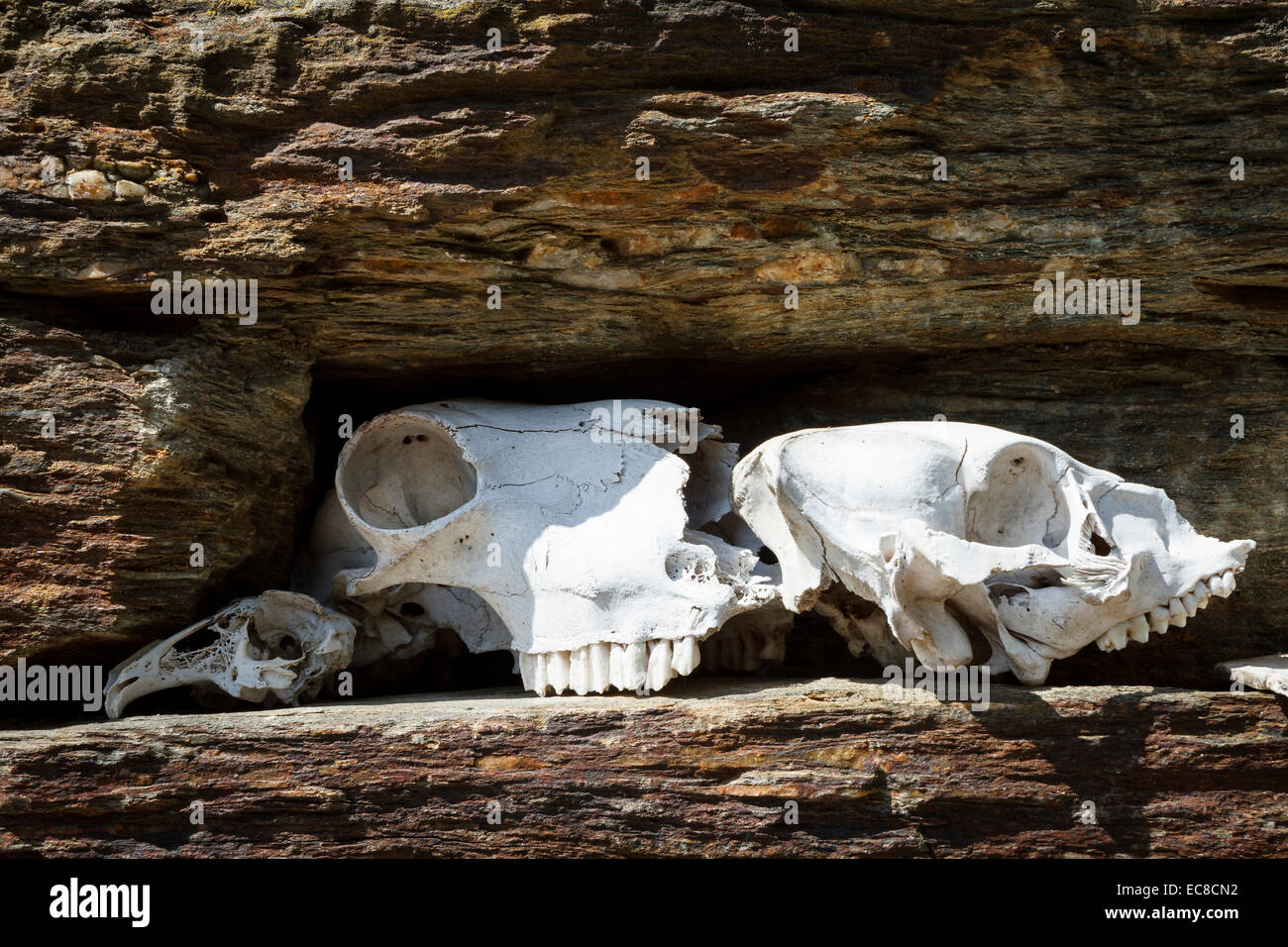 Animali le ossa craniche sulla parete scistosa Foto Stock