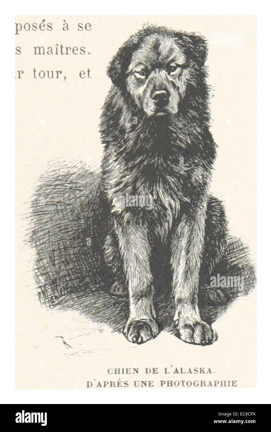 Una fotografia del 1899 di un cane dell'Alaska, scattata da M. Goldschmidt e descritta nel lavoro di Boillot, che cattura le caratteristiche e il ruolo della razza nella cultura dell'Alaska. Foto Stock