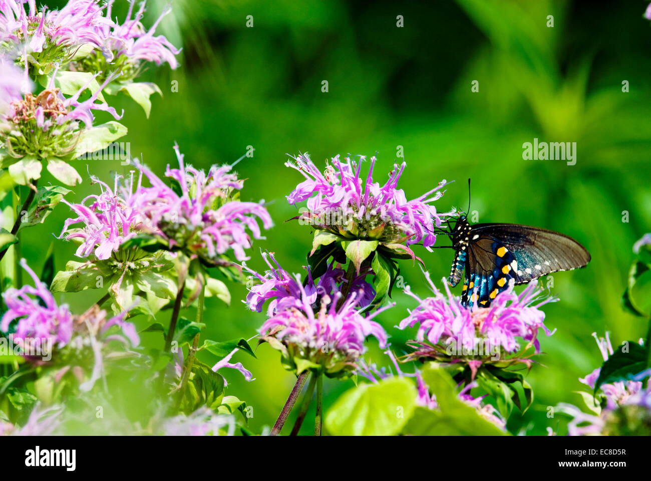 Questa farfalla, Pipevine a coda di rondine, Battus philenor, oscilla da fiore a fiore per il loro nettare all'inizio dell'estate. Foto Stock