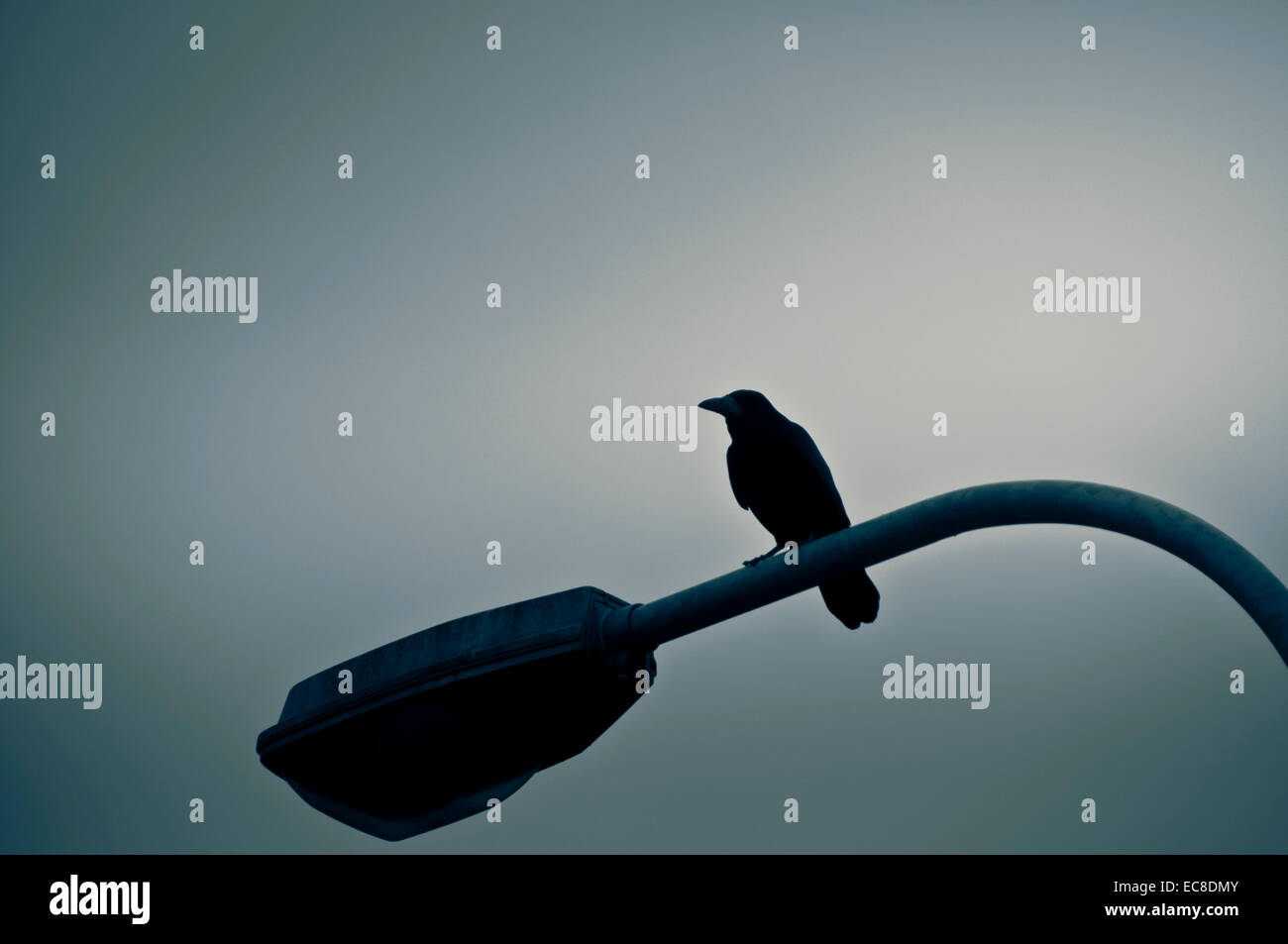 Crow in piedi su un lampione Foto Stock
