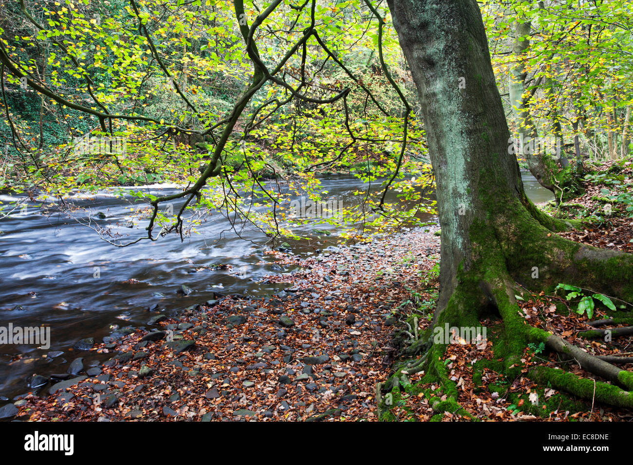 Albero dal fiume Nidd in autunno Nidd Gorge legno Knaresborough North Yorkshire, Inghilterra Foto Stock
