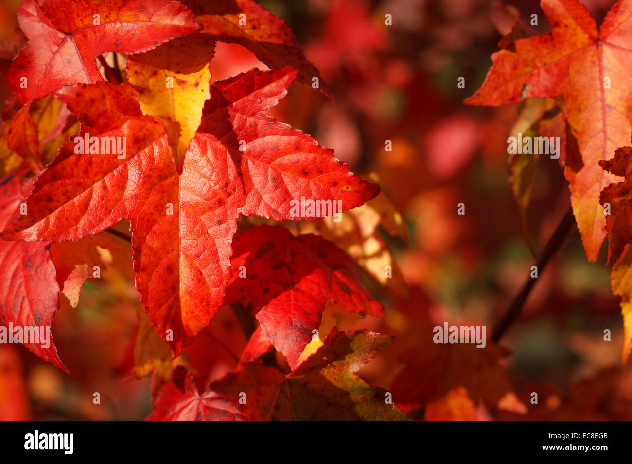 Rosso Foglie di autunno close-up Foto Stock