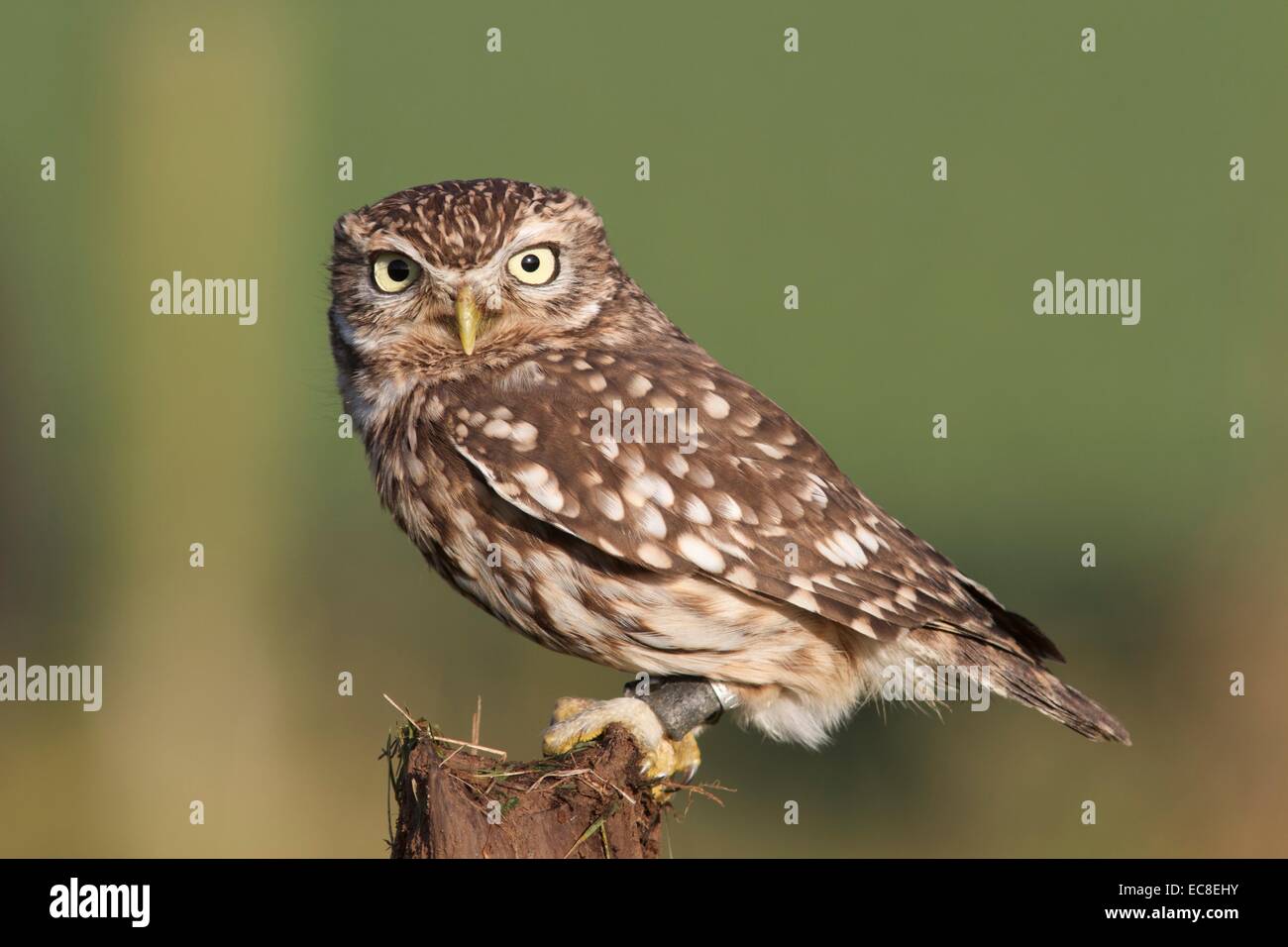 Piccolo gufo Foto Stock