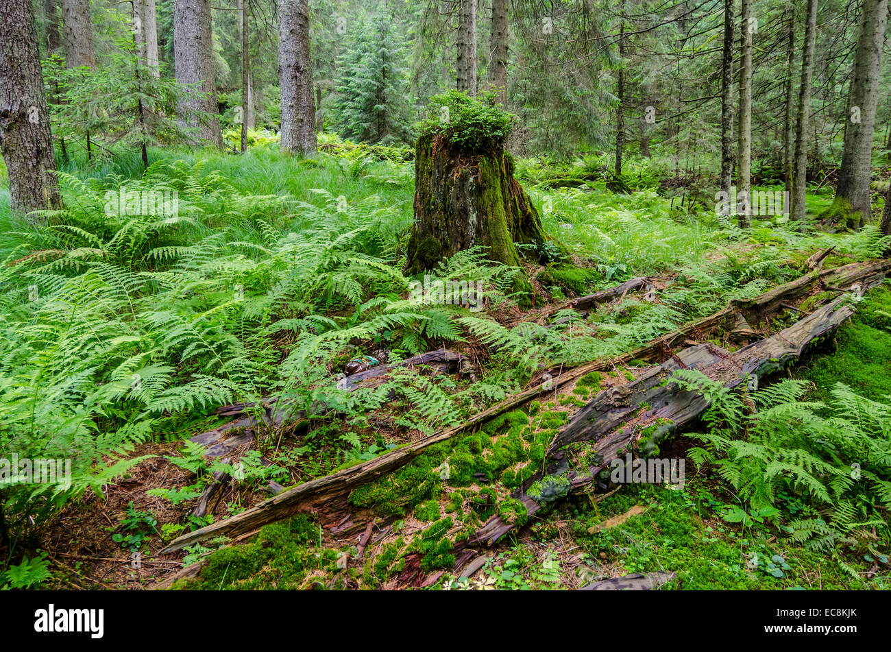 La nuova crescita verde proveniente attraverso su un vecchio tagliare verso il basso tronco di albero Foto Stock