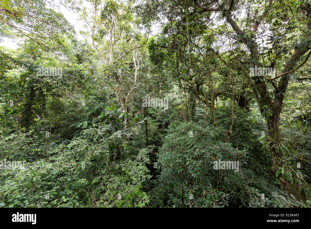 La parte superiore della foresta pluviale con epifite, Parco Nazionale di Gunung Mulu, Malaysia Foto Stock