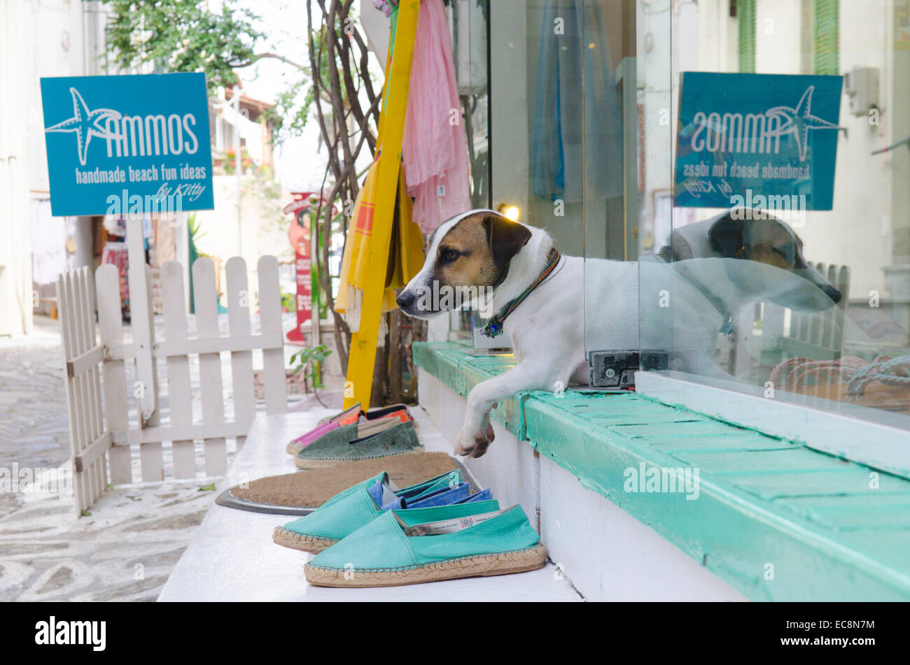 Jack Russell cane recante nella porta del suo proprietario del negozio. Skiathos, Skiathos, Grecia. Ottobre. Foto Stock