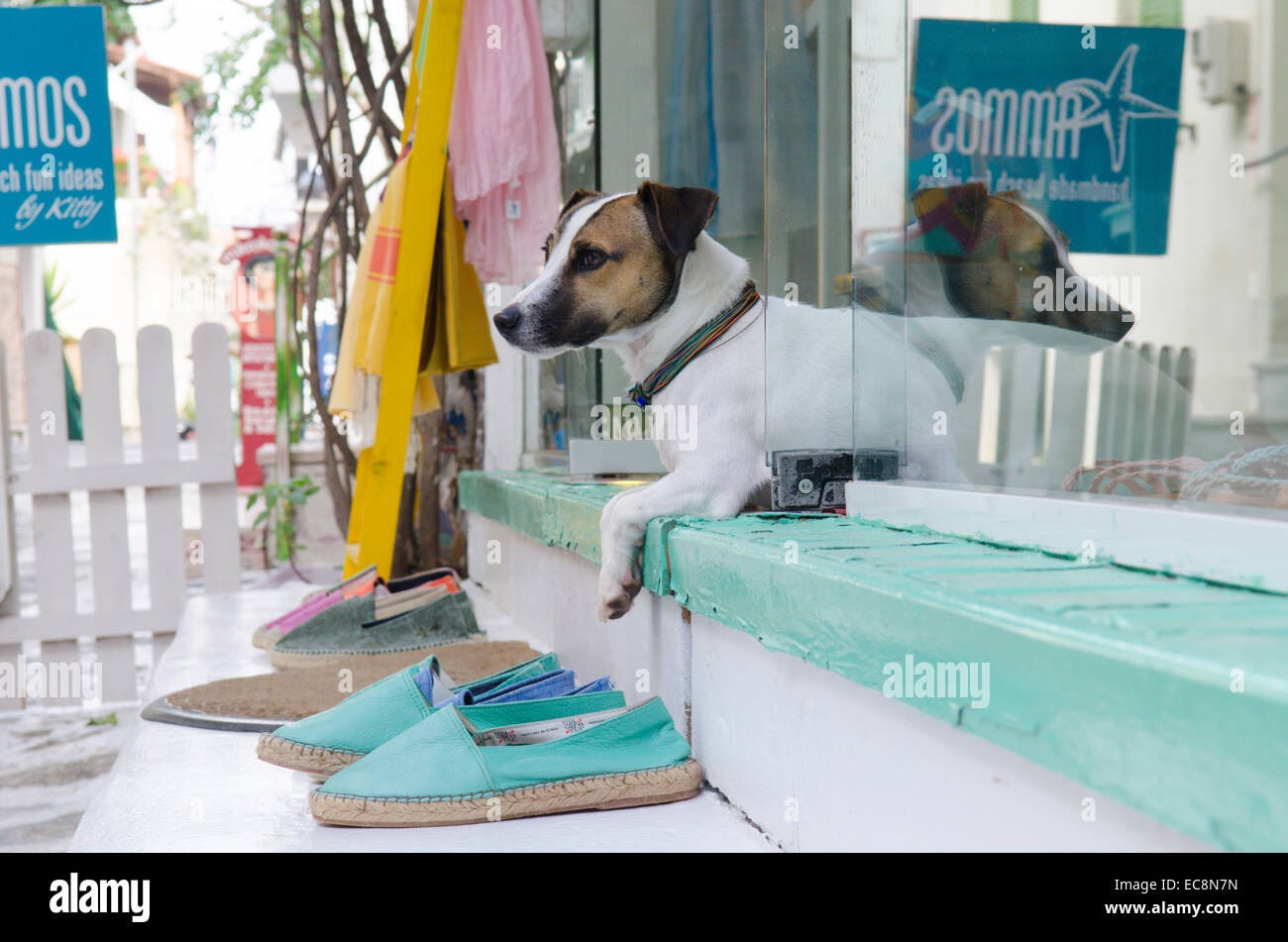 Jack Russell cane recante nella porta del suo proprietario del negozio. Skiathos, Skiathos, Grecia. Ottobre. Foto Stock