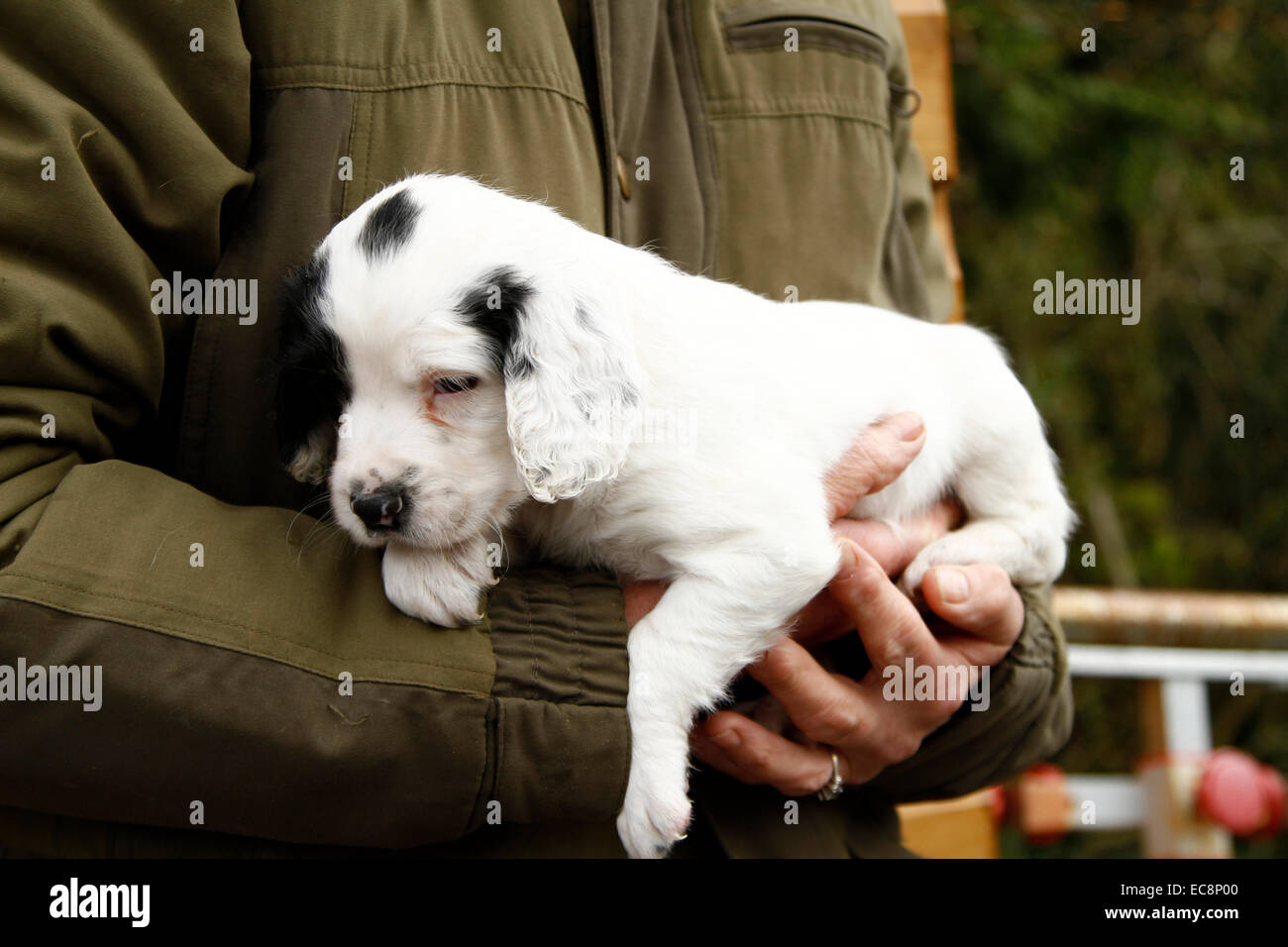 La donna nel manto verde tenendo un meraviglioso grazioso cucciolo nelle sue braccia, Black & White pup ,bianco con macchie nere sulla testa Foto Stock