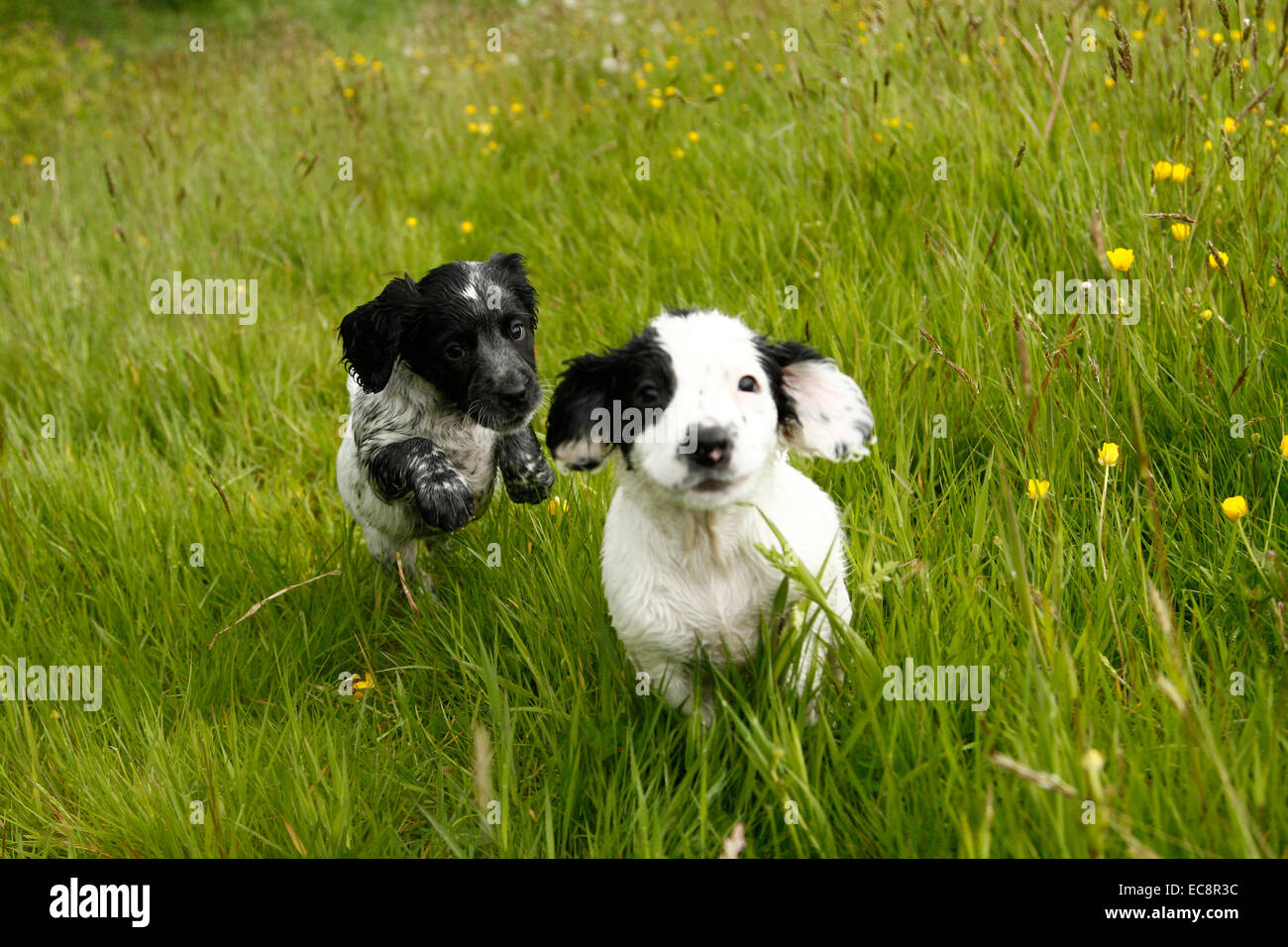 Due Cuccioli riproduzione di esecuzione veloce giocoso felice divertendosi in buttercup & erba campo di prato Foto Stock