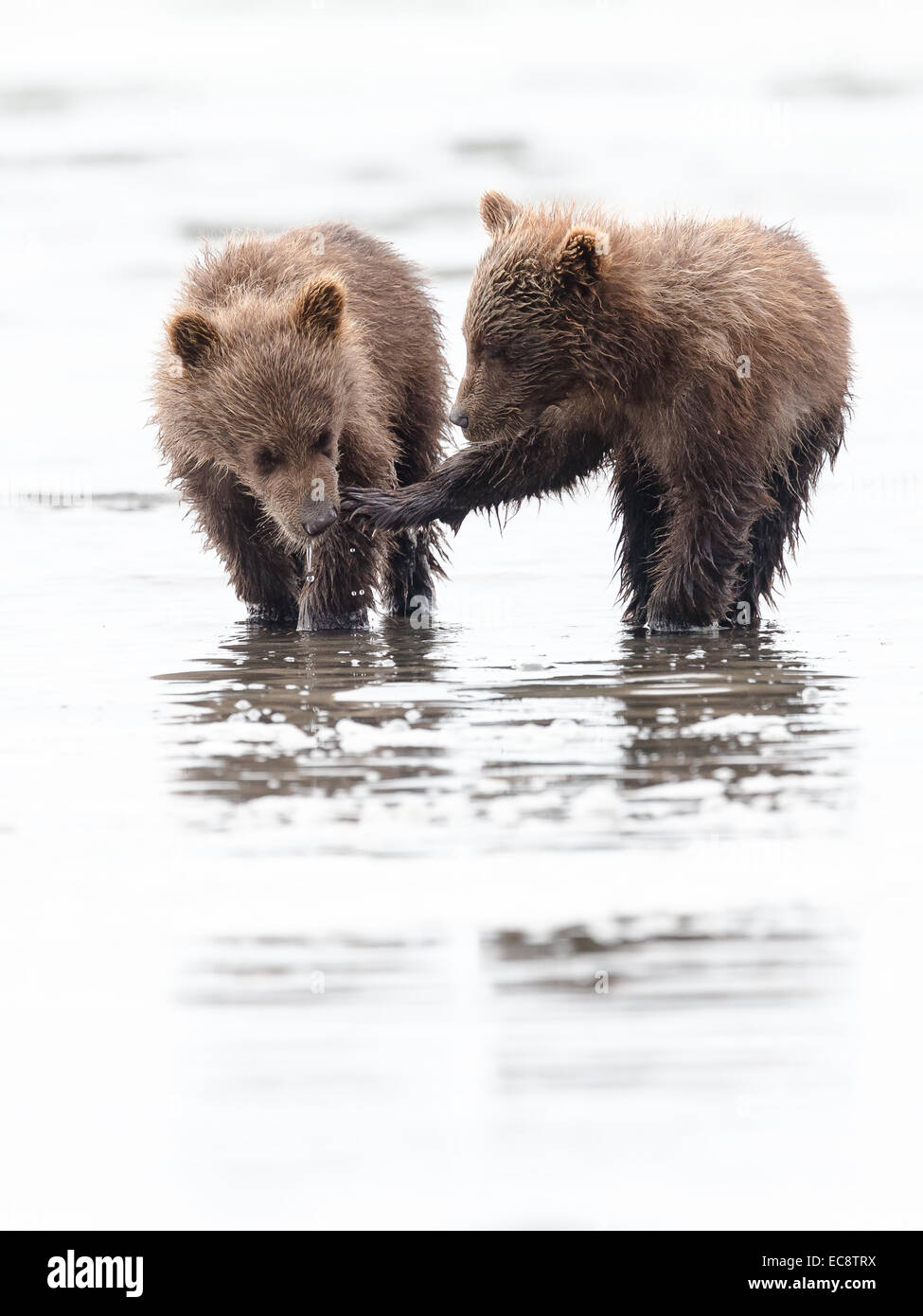 Coastal marrone (grizzly) Bear cubs cercare vongole sulla spiaggia presso il Parco Nazionale del Lago Clark, Alaska Foto Stock