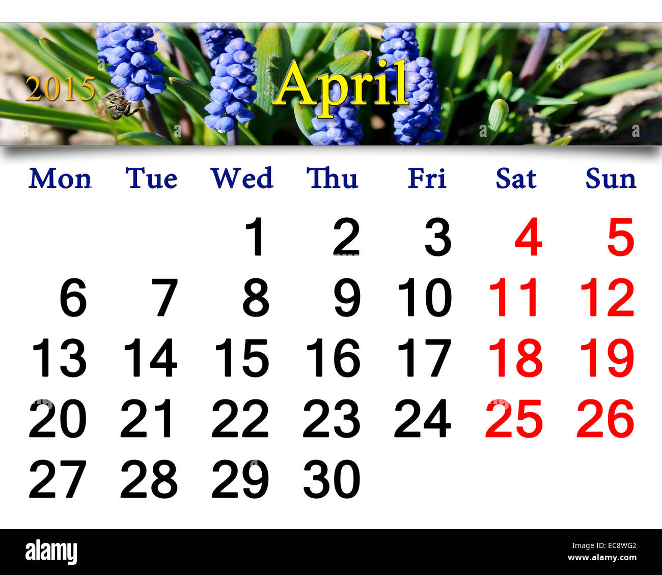 Calendario per il mese di maggio del 2015 anno con nastro di fioritura muscari Foto Stock